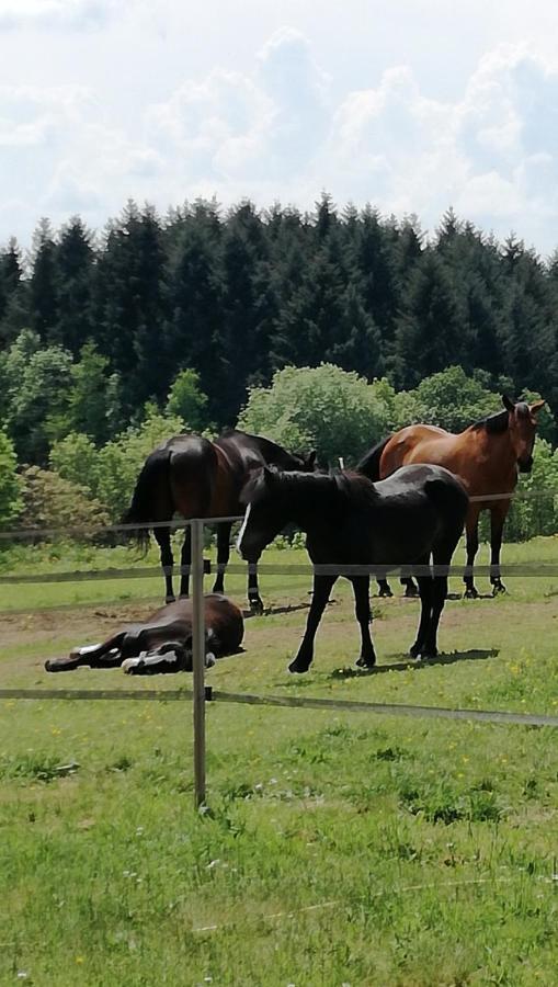 Chambre D'Hote Equestre Au Petit Bonheur Chateldon Bagian luar foto